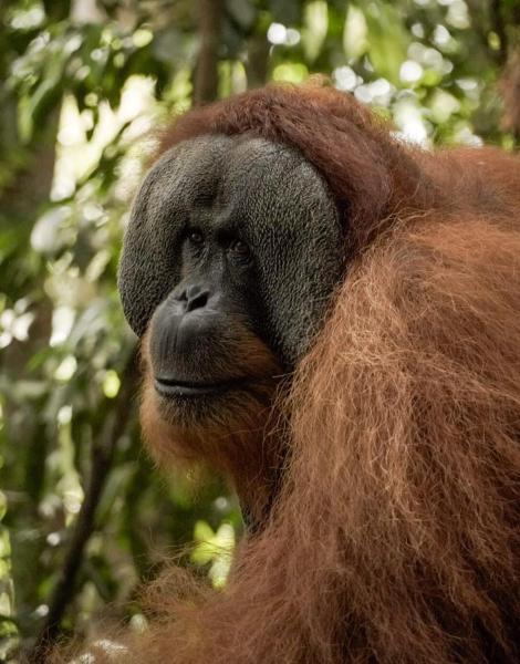 Sama Sama Homestay & Trekking Only Stay Here Book Trekking and Transport With Us, Rezervasyon  Bukit Lawang Sumatra