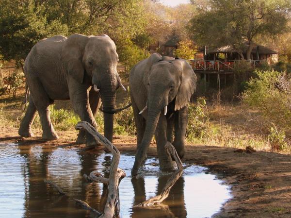Umlani Bushcamp, Rezervasyon Kulübe / Lodge Timbavati Game Reserve Mpumalanga