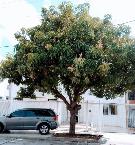 Casa Rosales, Rezervasyon  Valledupar Cesar