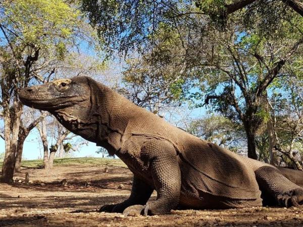 4D3N CRUISE Lombok-Komodo-Flores, Rezervasyon  Mangsit Lombok