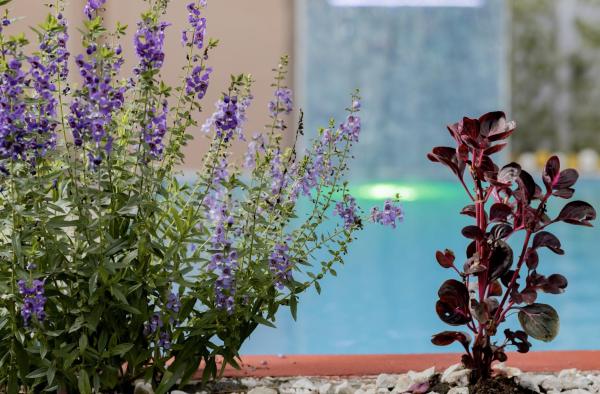 Macaws Villa, Rezervasyon  Cartago Havuzlu Oteller, Yüzme Havuzu