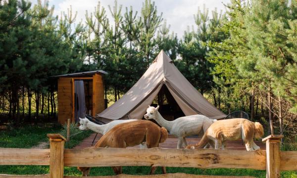 Glamping - Projekt Alpaka, Rezervasyon Kamp Alanı Masovia Kamp Alanları, Kamp Alanı